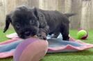 Cavapoo Pup Being Cute