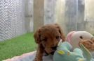 Cavapoo Pup Being Cute