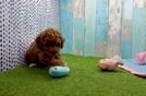 Meet Pocahontas - our Cavapoo Puppy Video