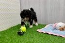 Fluffy Mini Bernedoodle Poodle Mix Pup