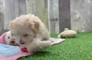 Maltipoo Pup Being Cute