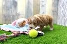 Cute Pudel Purebred Puppy