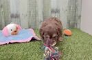 Funny Mini Aussiedoodle Poodle Mix Pup