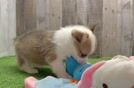 Funny Pembroke Welsh Corgi Baby