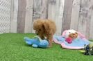 Meet Arbor - our Poodle Puppy Video