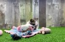 Popular Teddy Bear Designer Pup