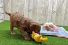 Smart Cavapoo Poodle Mix Pup