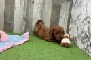 Cute Mini Goldendoodle Baby
