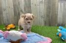 Cute Maltipoo Baby