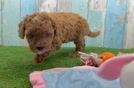 Friendly Cavapoo Baby