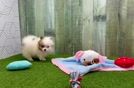Meet Dane - our Pomeranian Puppy Video