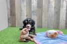 Playful Mini Bernepoo Poodle Mix Puppy