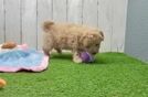 Petite Maltipoo Poodle Mix Pup