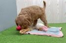 Mini Goldendoodle Puppy for Adoption