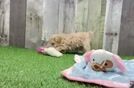 Best Maltipoo Baby