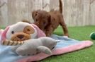 Adorable Cavalier King Charles Spaniel and Poodle Mix Poodle Mix Puppy