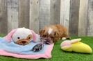 Cavapoo Puppy for Adoption