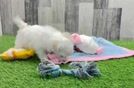 Meet Cannoli - our Maltipoo Puppy Video