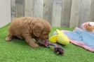 Cavapoo Pup Being Cute