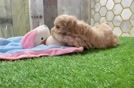 Smart Maltipoo Poodle Mix Pup