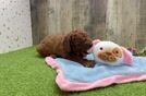 Small Mini Goldendoodle Baby