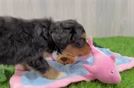 Mini Bernedoodle Pup Being Cute