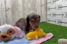 Dachshund Pup Being Cute