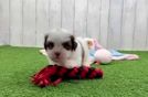 Playful Havanese Shih Tzu Mix Designer Puppy