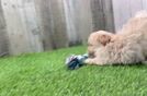 Meet Hamilton - our Maltipoo Puppy Video