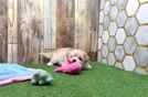 Meet Kade - our Maltipoo Puppy Video