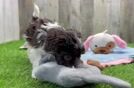 Best Havanese Baby