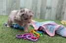 Mini Aussiedoodle Puppy for Adoption