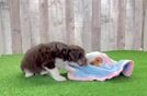 Funny Mini Aussiedoodle Poodle Mix Pup