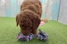 Meet Wrangler - our Mini Goldendoodle Puppy Video