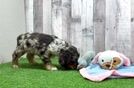 Best Cocker Spaniel Baby