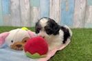 Cavapoo Pup Being Cute