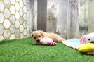 Maltipoo Pup Being Cute