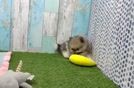 Pomeranian Puppy for Adoption