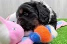 Mini Bernedoodle Pup Being Cute