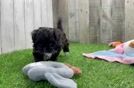 Cute Maltipoo Baby