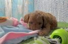 Petite Cavapoo Poodle Mix Pup