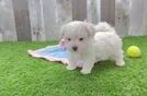 Playful Maltepoo Poodle Mix Puppy