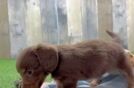 Cute Doxie Purebred Puppy