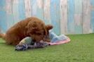 Playful Mini Groodle Poodle Mix Puppy