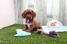 Adorable Cavalier King Charles Spaniel and Poodle Mix Poodle Mix Puppy