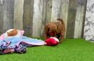 Meet Paprika - our Mini Goldendoodle Puppy Video