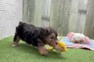 Yorkie Poo Puppy for Adoption