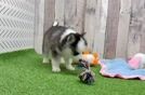 Best Pomsky Baby