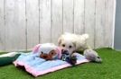 Meet Adolfo - our Maltipoo Puppy Video