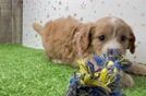 Cavapoo Pup Being Cute